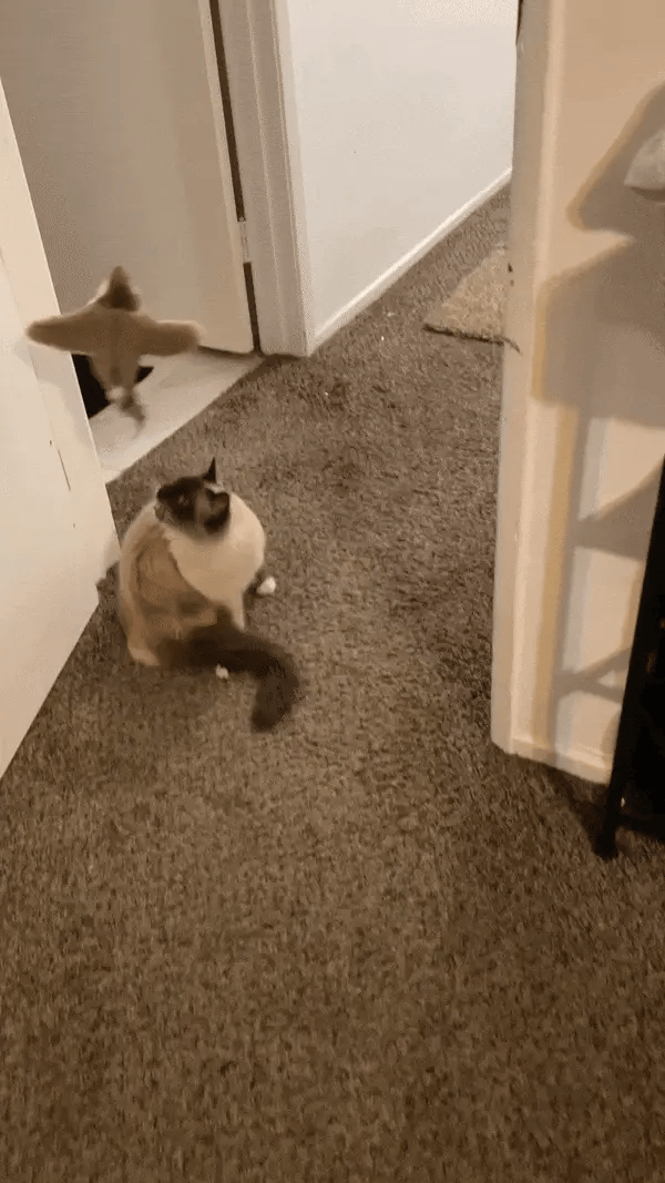 Sound Vibration-sensing Funny Smart Cat Toy